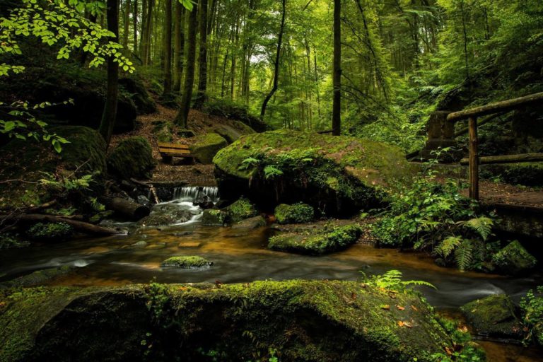 Waldquelle mit sauberem Trinkwasser