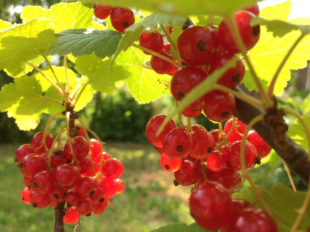 rote Johannisbeeren