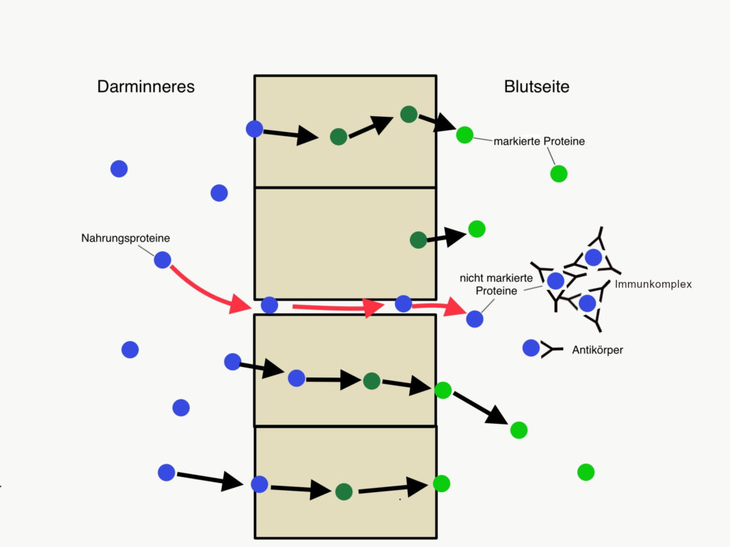 Schema eines leaky gut Syndroms