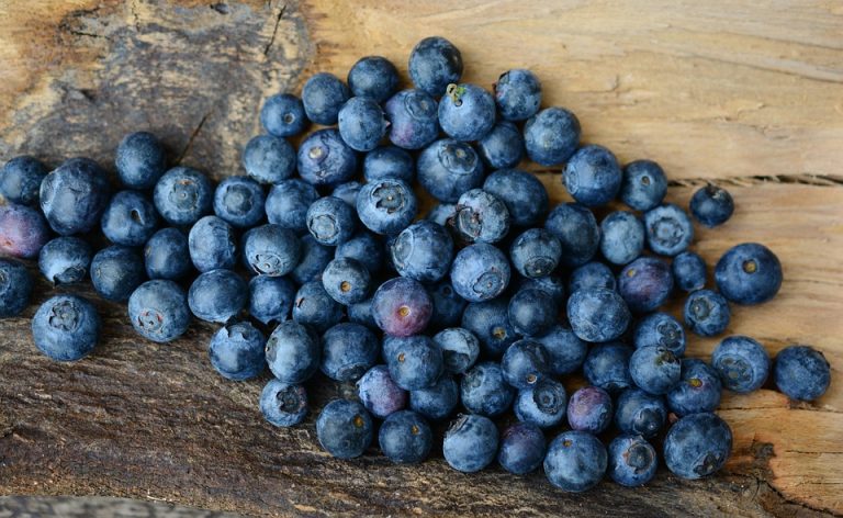 Auch Blaubeeren können zur Nahrungsmittelunverträglichkeit führen.