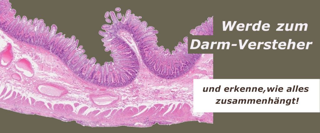 Histologisches Präparat des Dünndarms