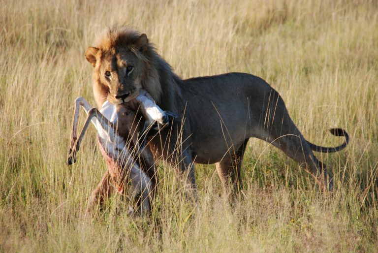 Gazelle leidet nach Angriff eines Löwen nicht unter Traumafolgen