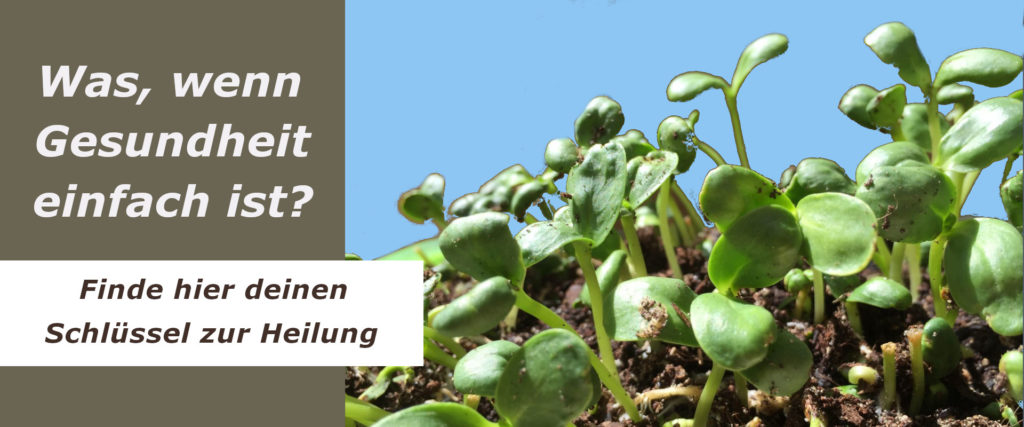 Startseite der HeilBAR mit Foto von Sonnenblumen-Mikrogrün