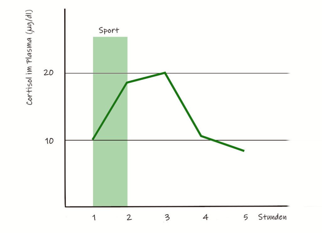 Verlauf der Cortisolkurve bei körperlicher Anstrengung