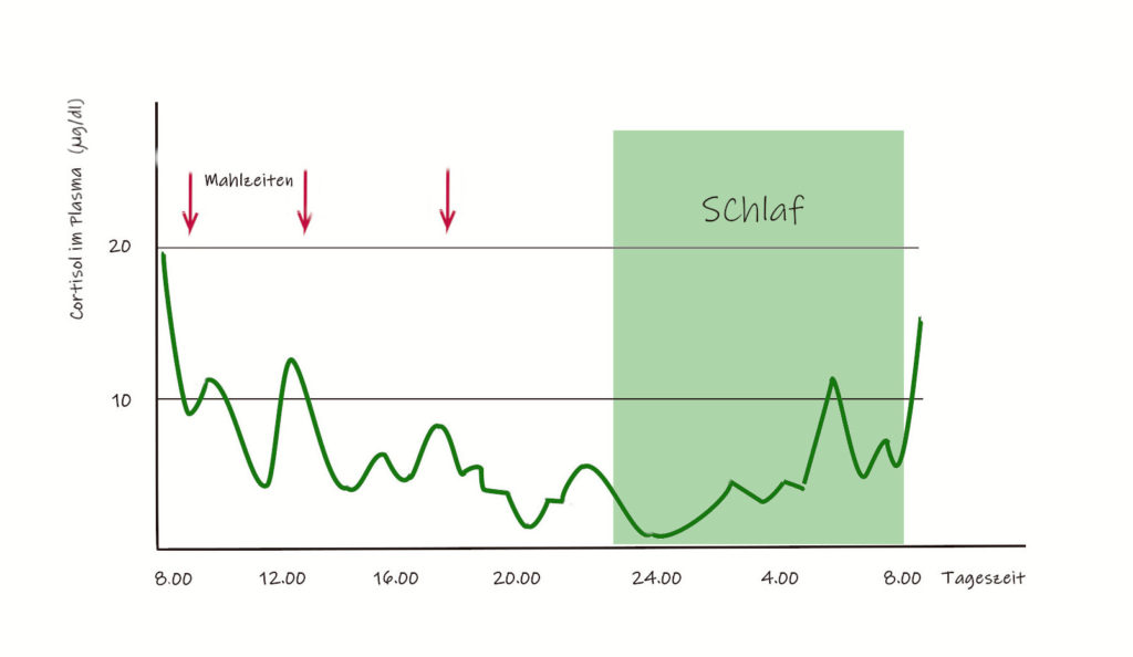 Cortisolkurve einer gesunden Nebennierenrinde