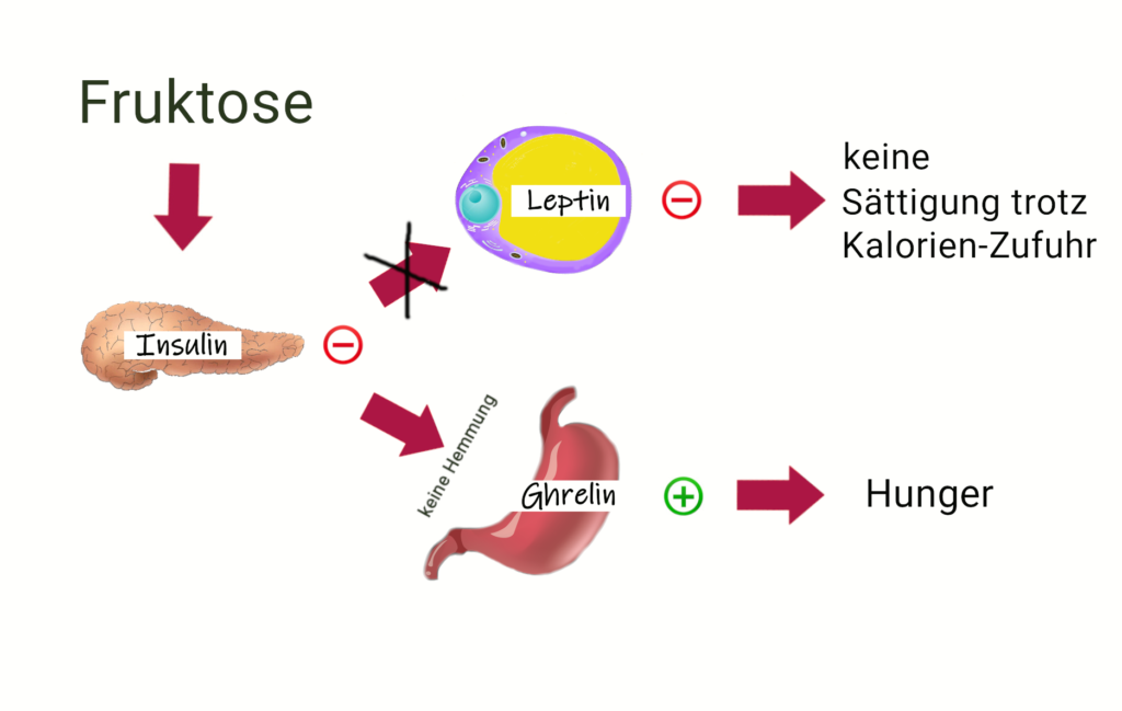 Schema zum Hormonstoffwechsel in der nichtalkoholischen Fettleber