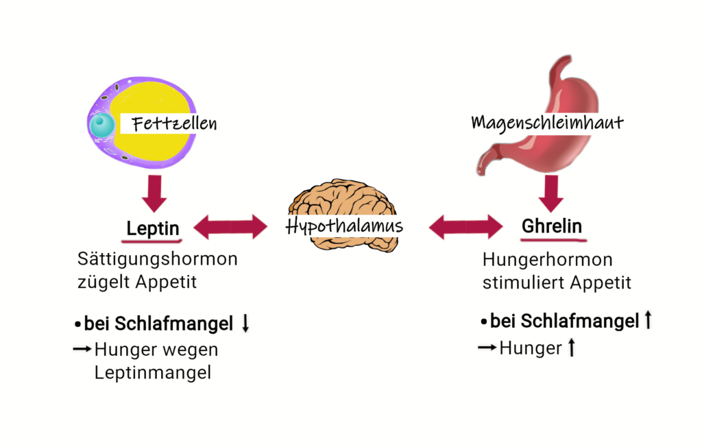 Schema zur Wirkung von Leptin und Ghrelin im Zusammenhang mit der nichtalkoholischen Fettleber