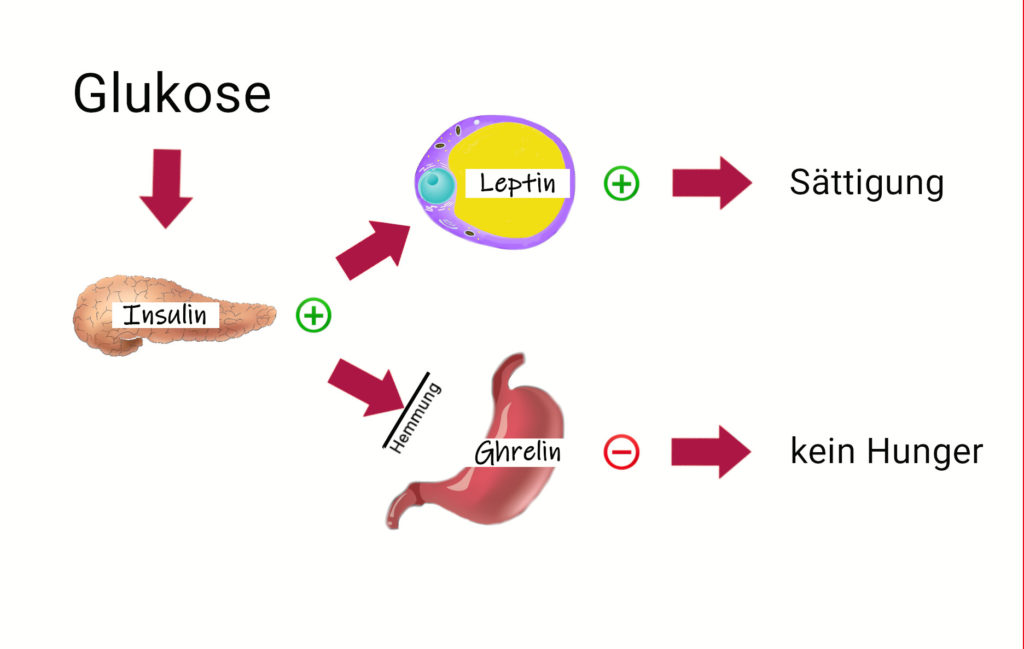 Schema Glukosewirkung auf Insulin, Ghrelin und Leptin in Bezug auf die nichtalkoholische Fettleber
