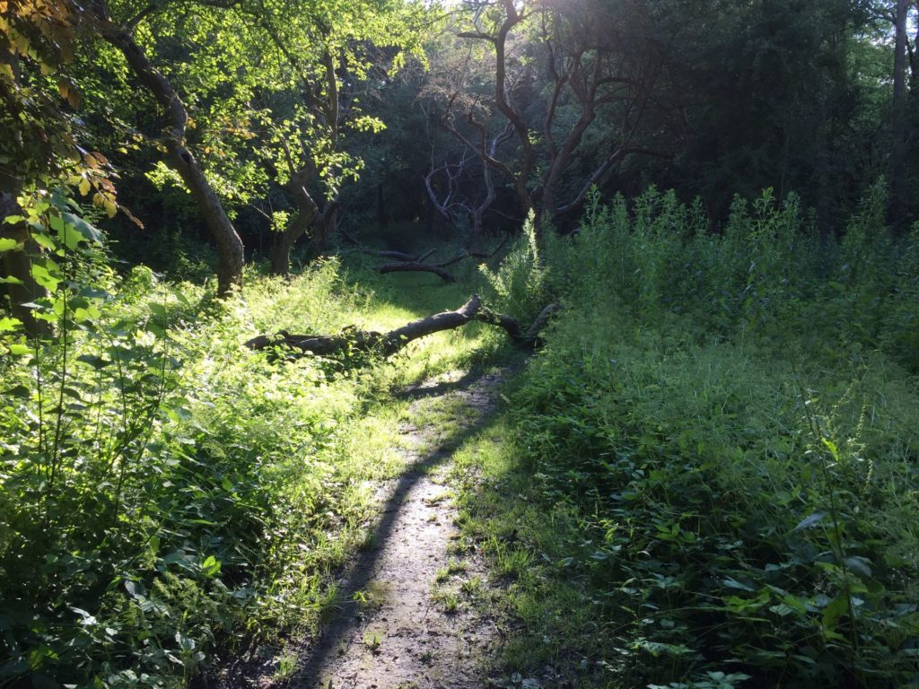 Waldweg mit Hindernissen