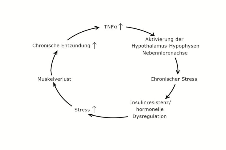 Teufelskreis der chronischen Entzündung