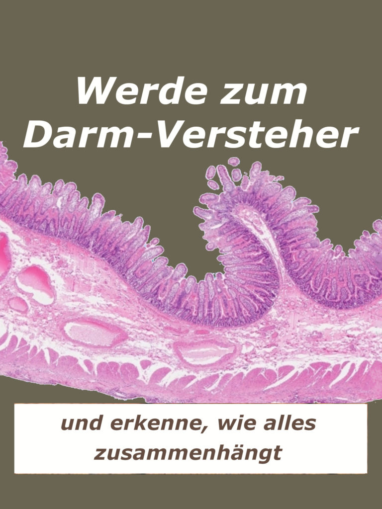 histlogischer Schnitt vom Dünndarm