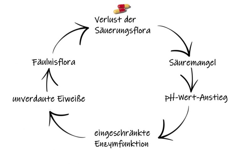 Teufelskreis zur Entstehung einer Dysbiose. Darm Probiotika