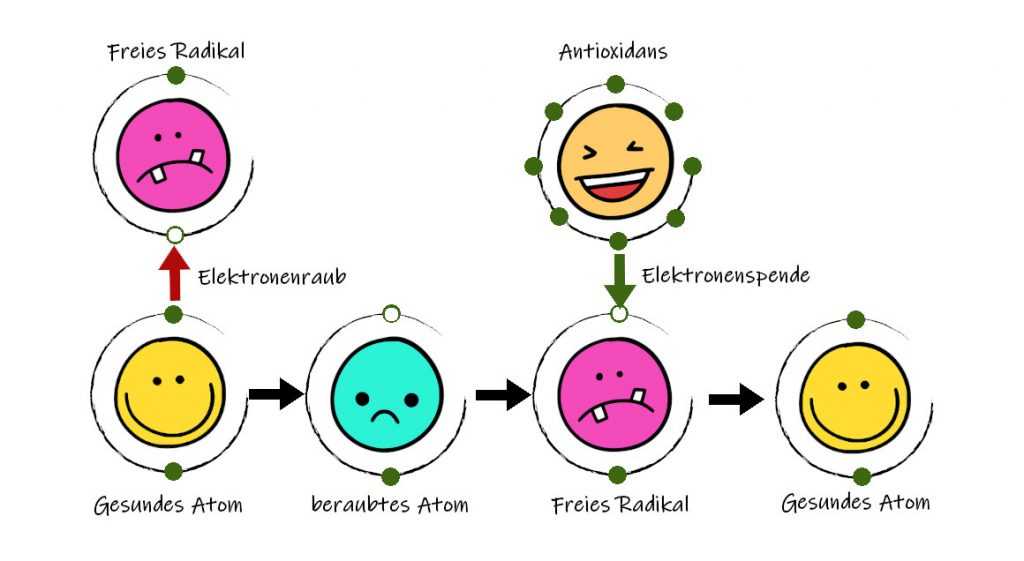 Freie Radikale im Körper. Schema