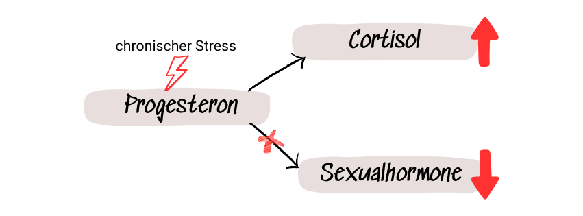 Wie Darm und Hormone sich beeinflussen